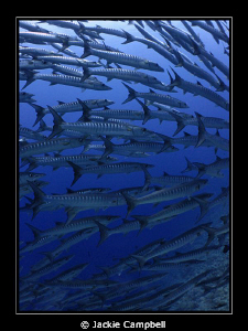 Barracuda wallpaper.....
I will never tire of diving wit... by Jackie Campbell 